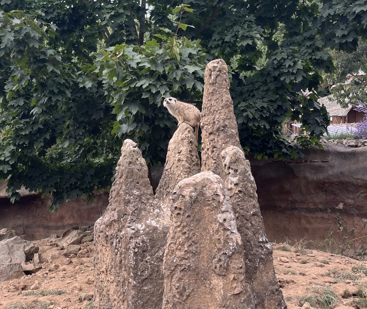 surikata