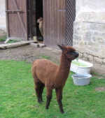 lama